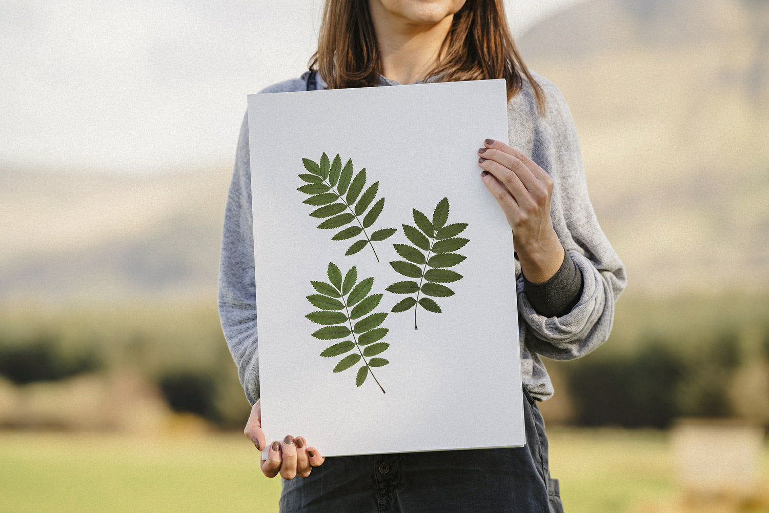 Irish Native Trees
