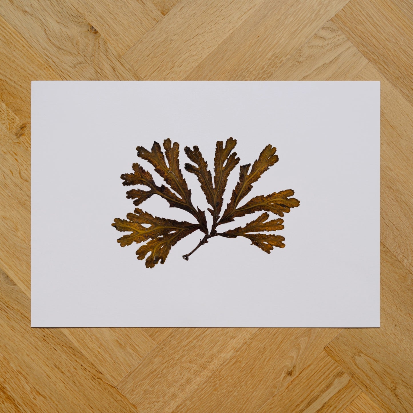 Atlantic Seaweed