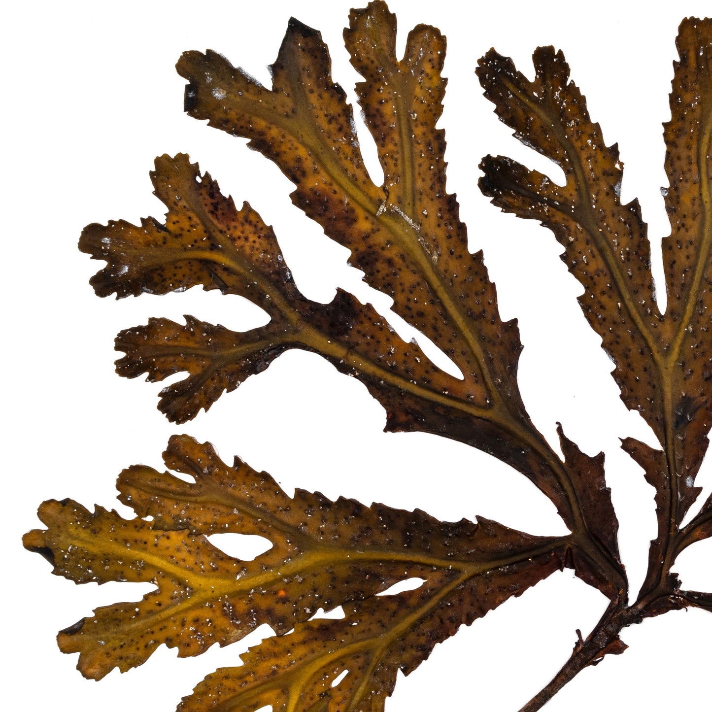 Atlantic Seaweed