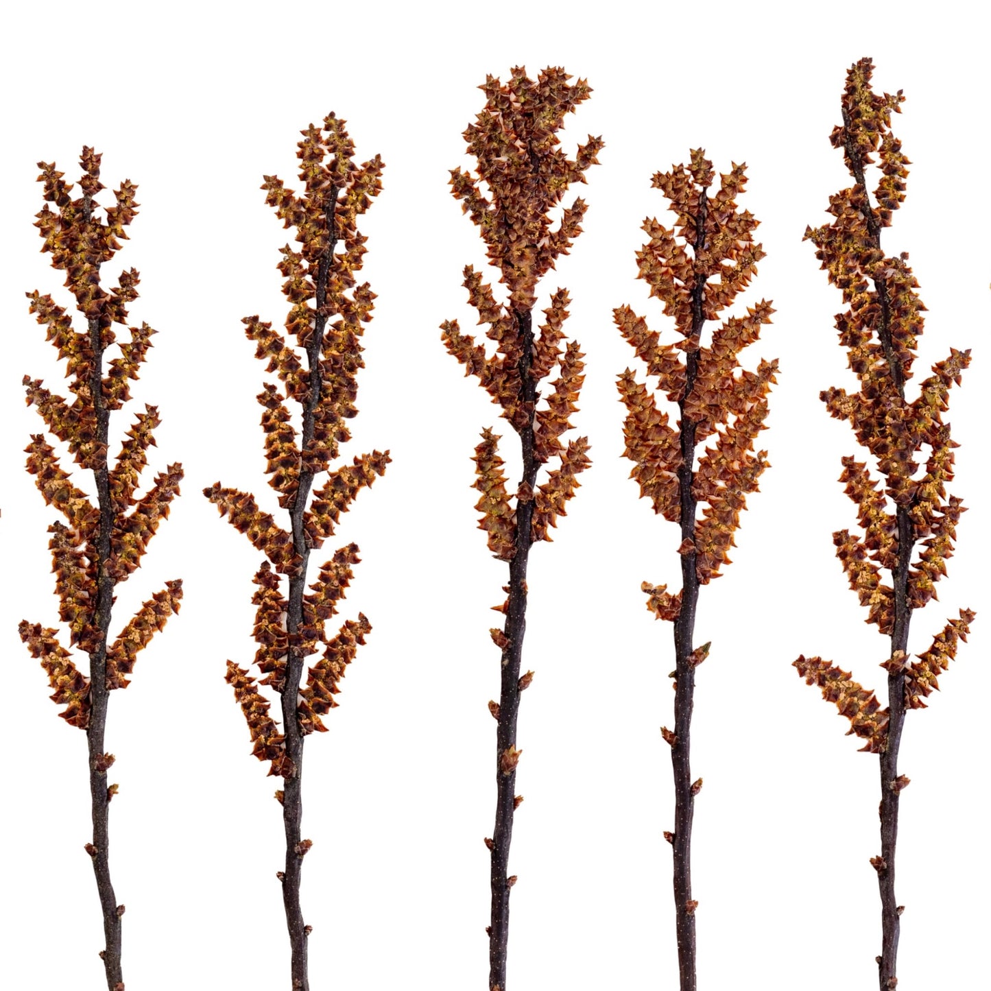 Bog Myrtle Forest II