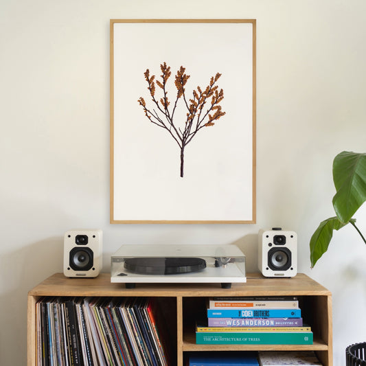 Bog Myrtle I