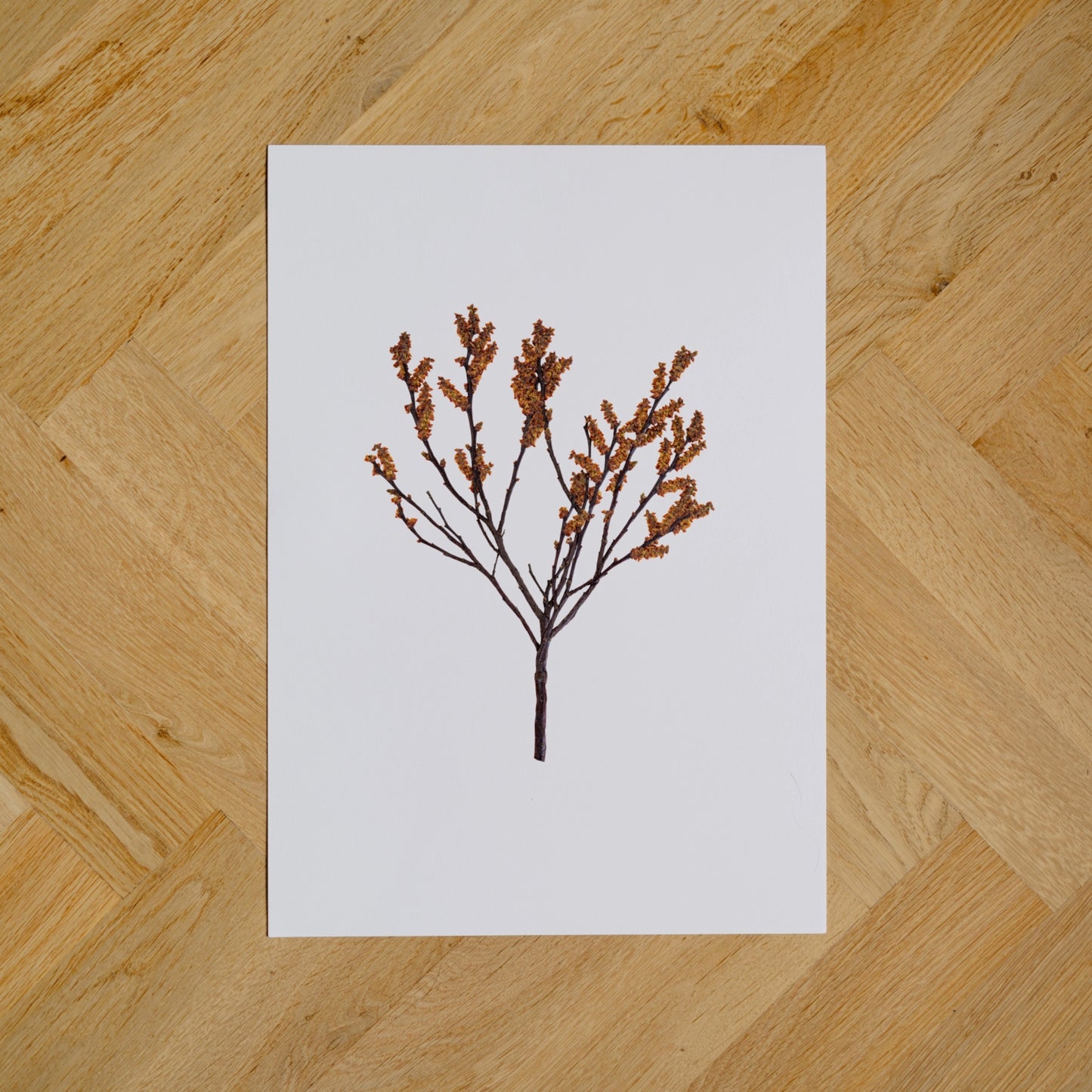 Bog Myrtle I