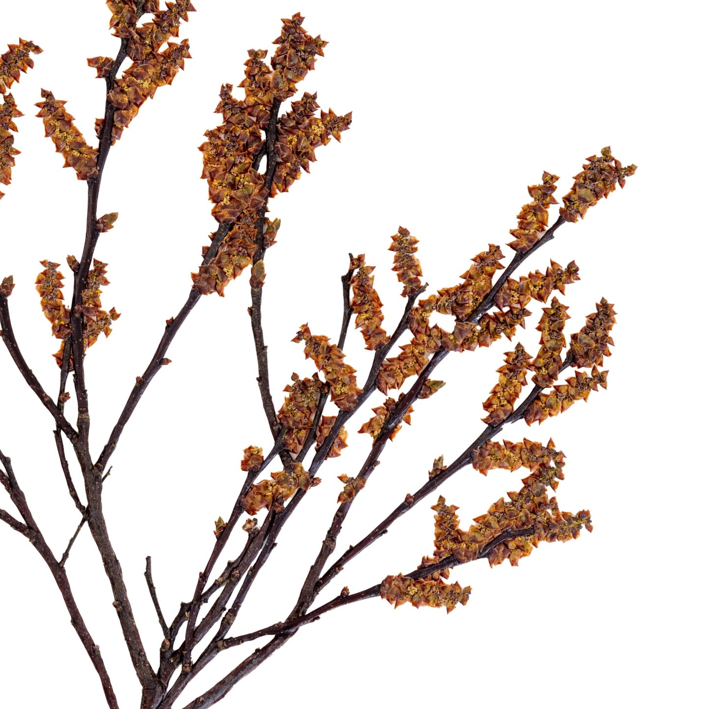 Bog Myrtle I