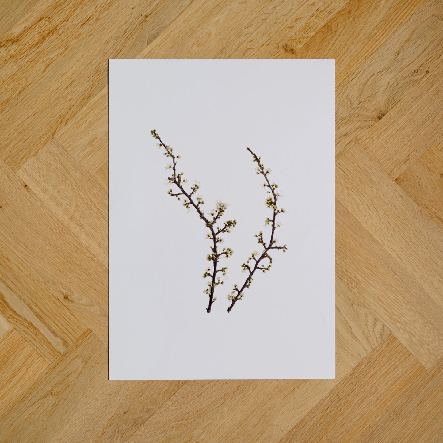 Blackthorn I