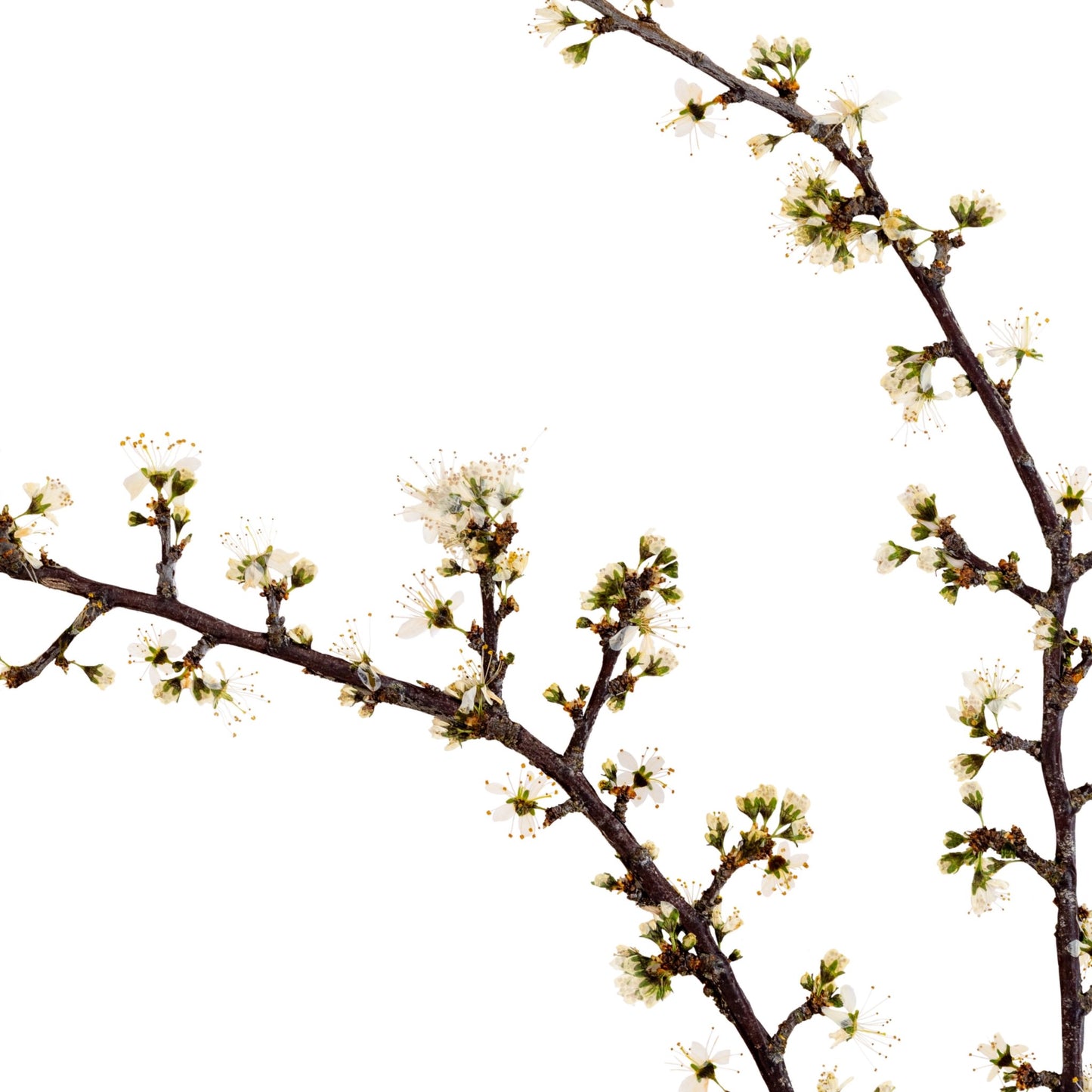 Blackthorn I