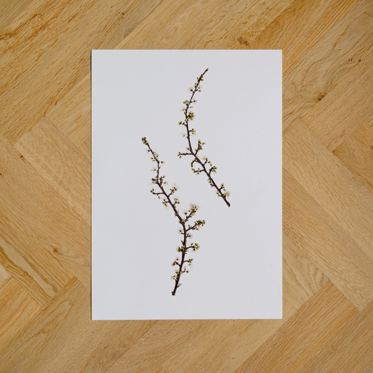 Blackthorn II