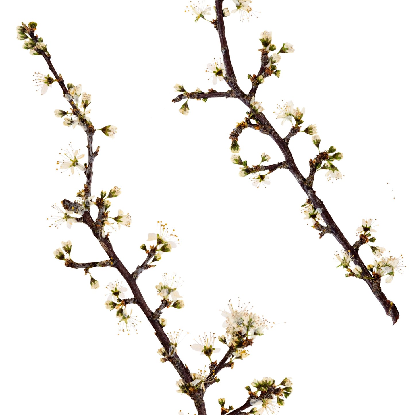 Blackthorn II
