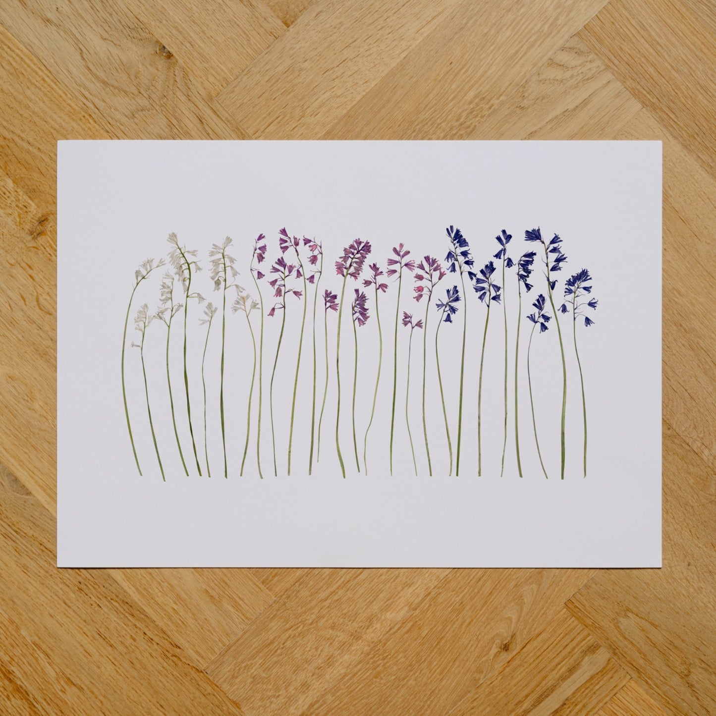 Bluebells