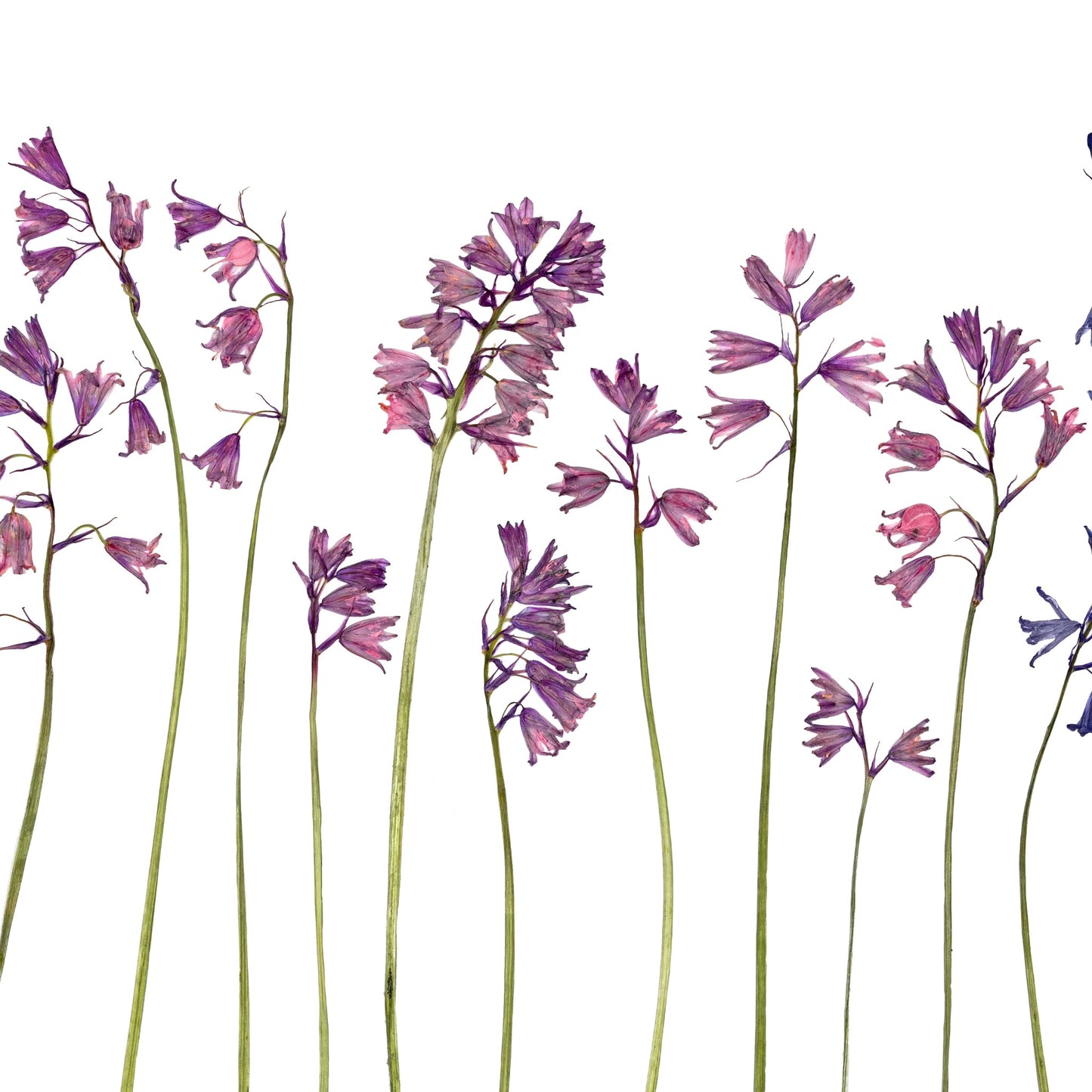 Bluebells
