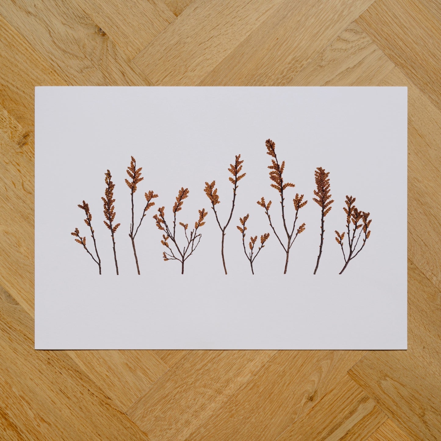 Bog Myrtle