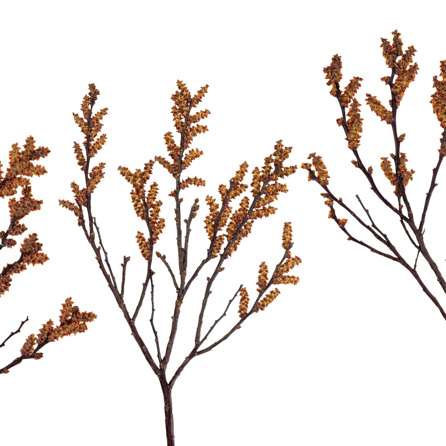 Bog Myrtle