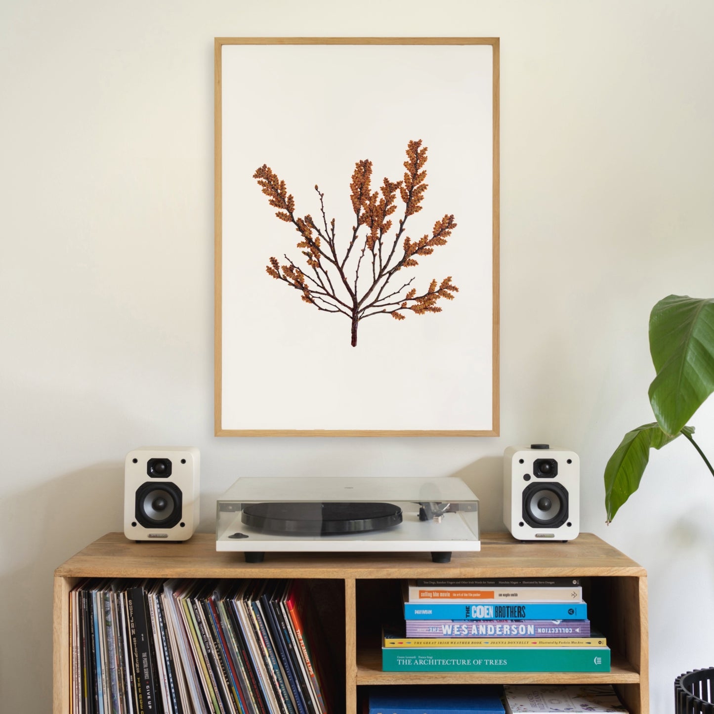 Bog Myrtle II