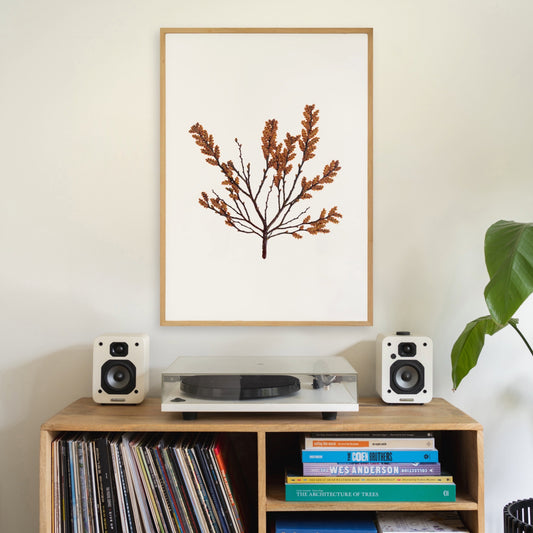 Bog Myrtle II