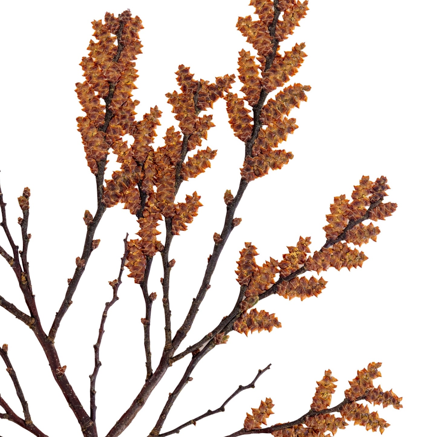 Bog Myrtle II