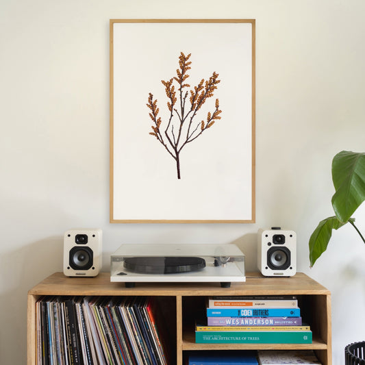 Bog Myrtle III