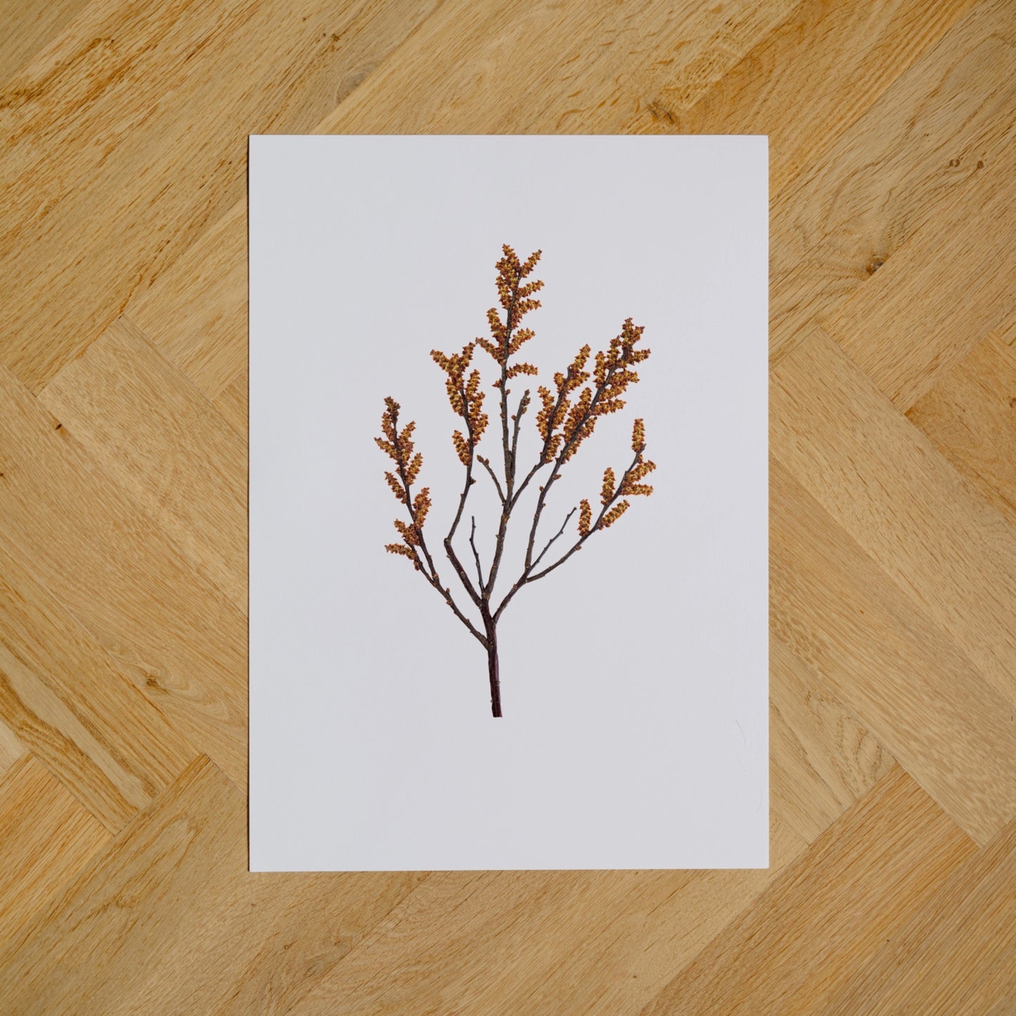 Bog Myrtle III