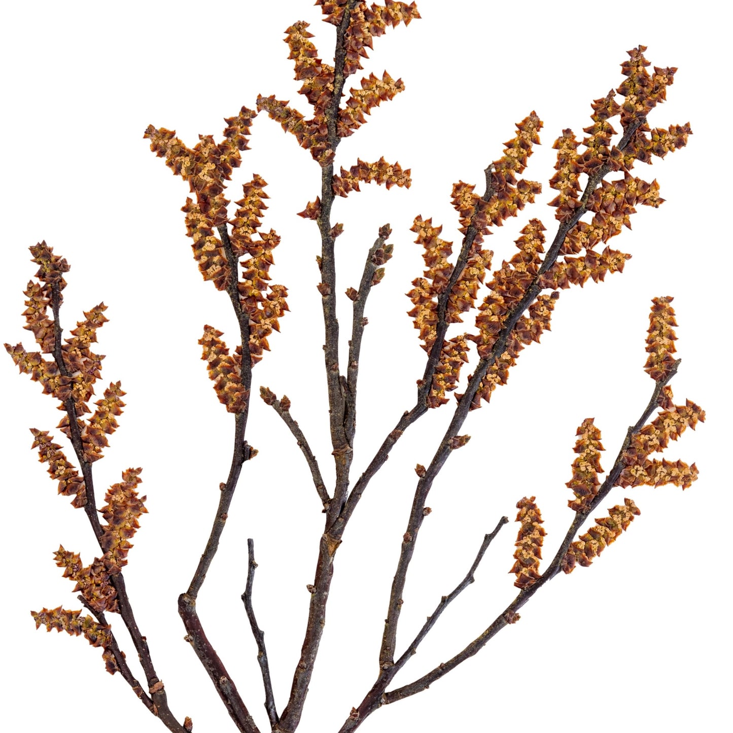 Bog Myrtle III