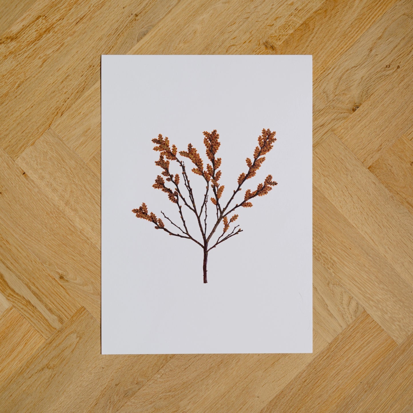 Bog Myrtle IV