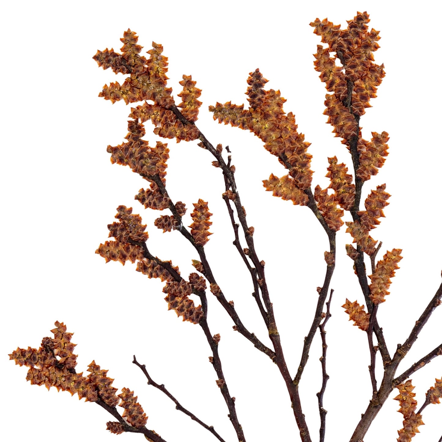 Bog Myrtle IV