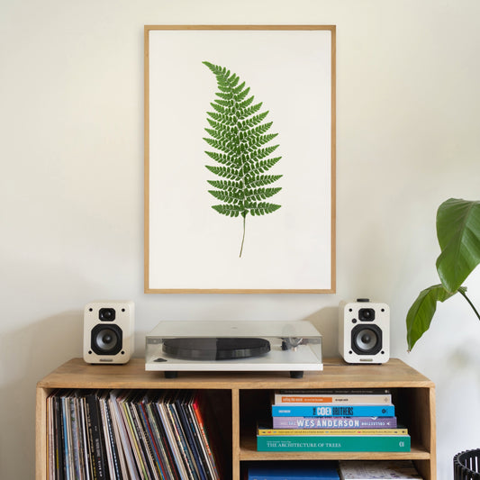 Forest Fern