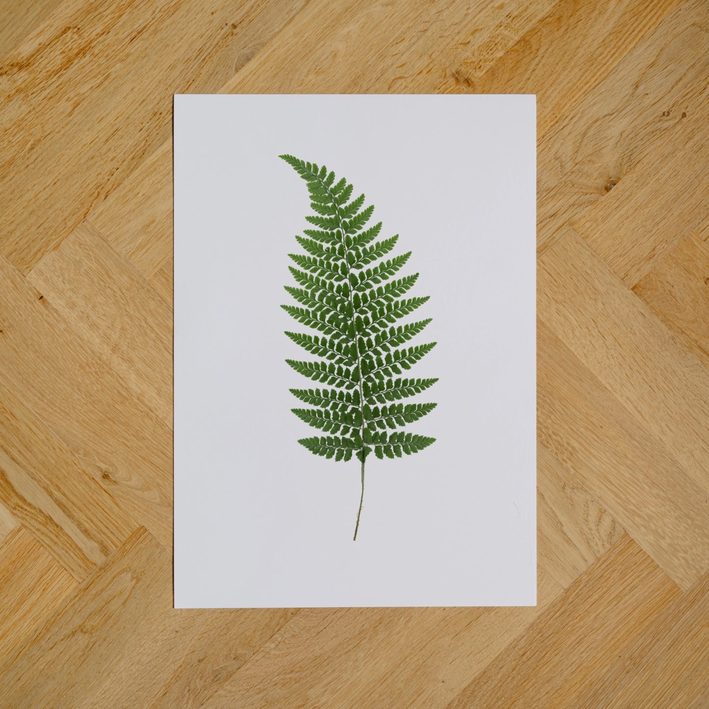 Forest Fern