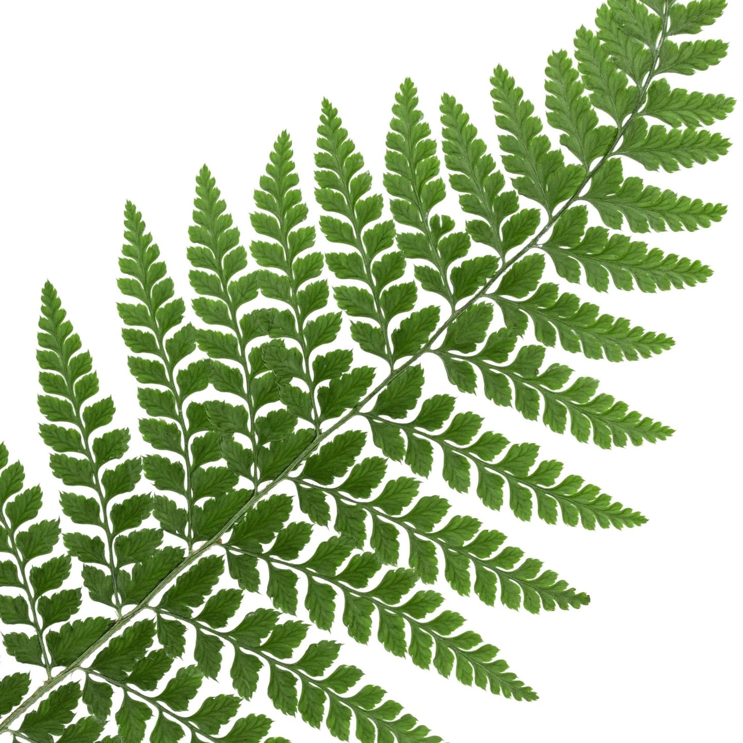 Forest Fern