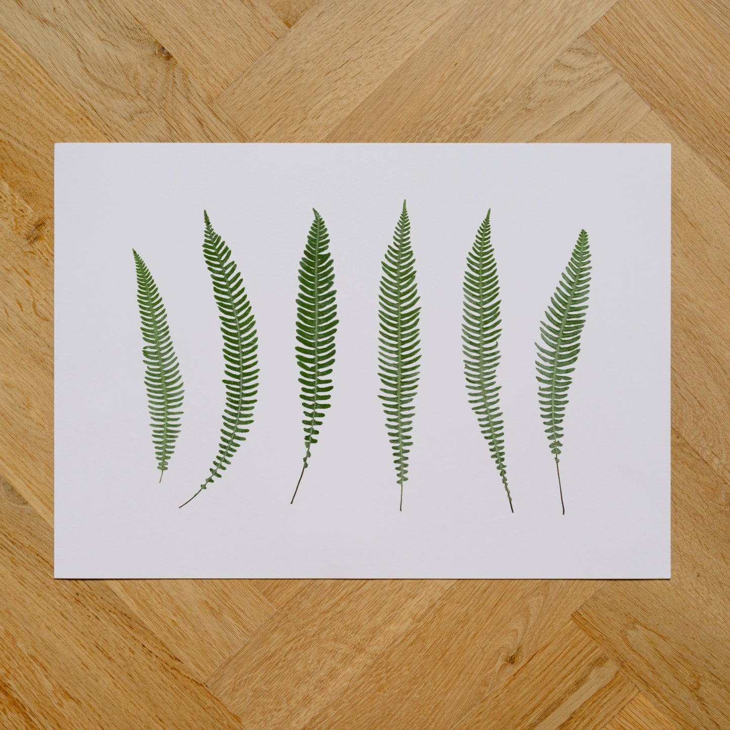 Glen Ferns
