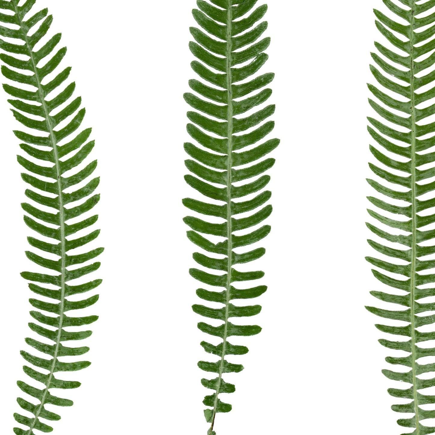 Glen Ferns