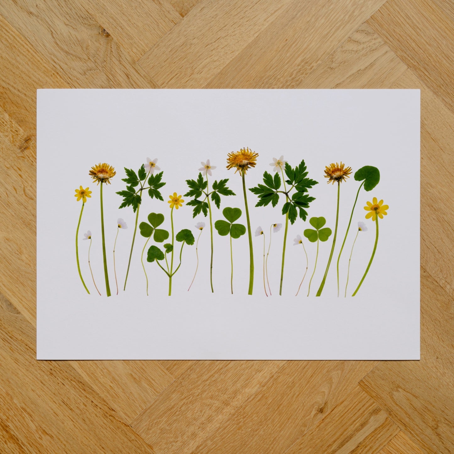 Irish Spring Wildflowers I