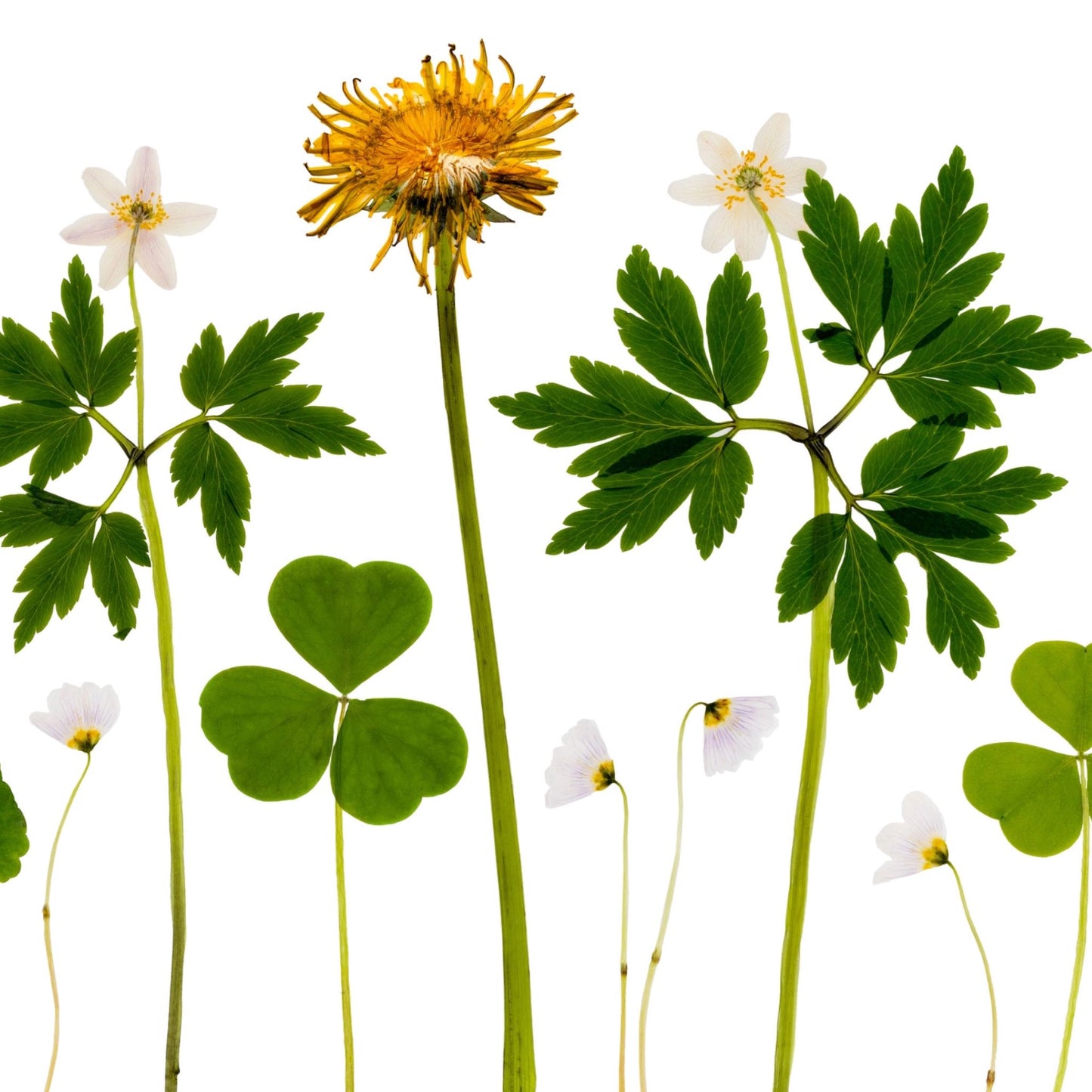 Irish Spring Wildflowers I