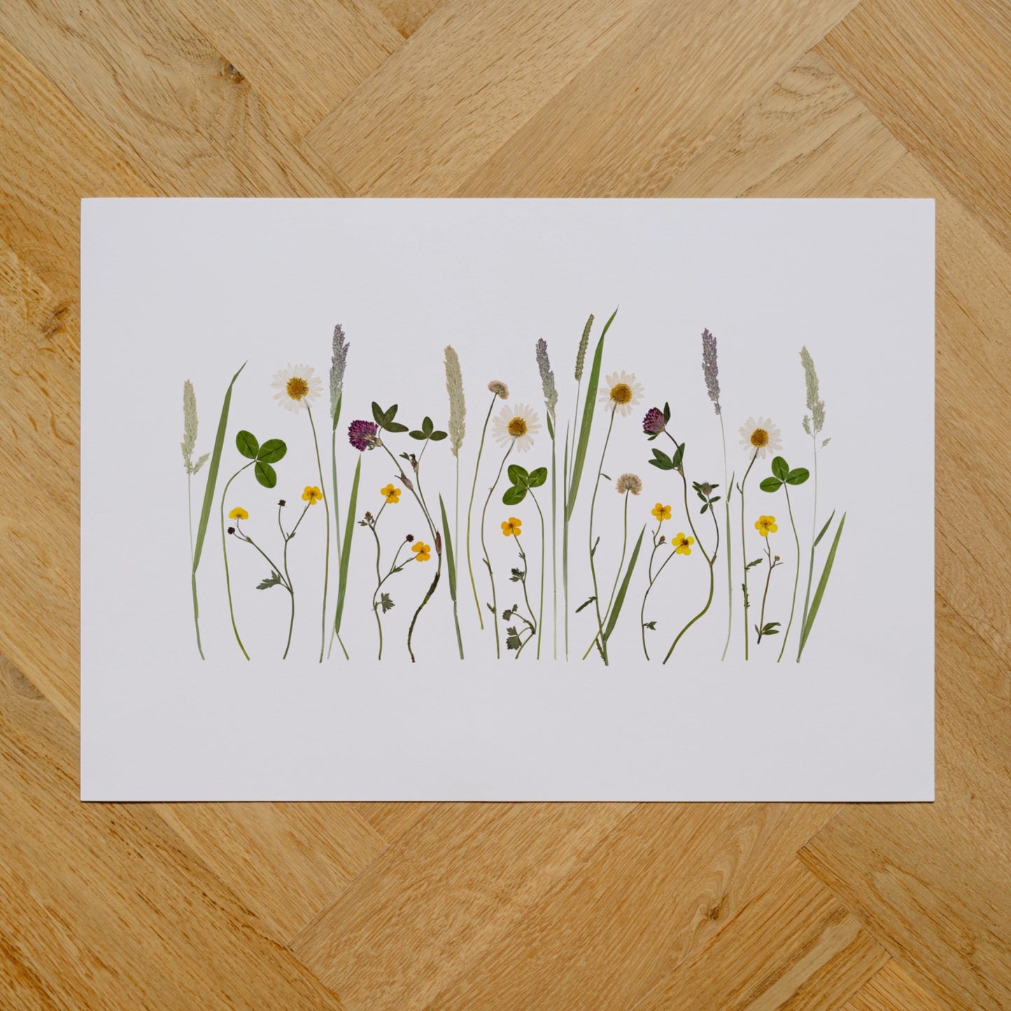 Irish Summer Wildflowers I