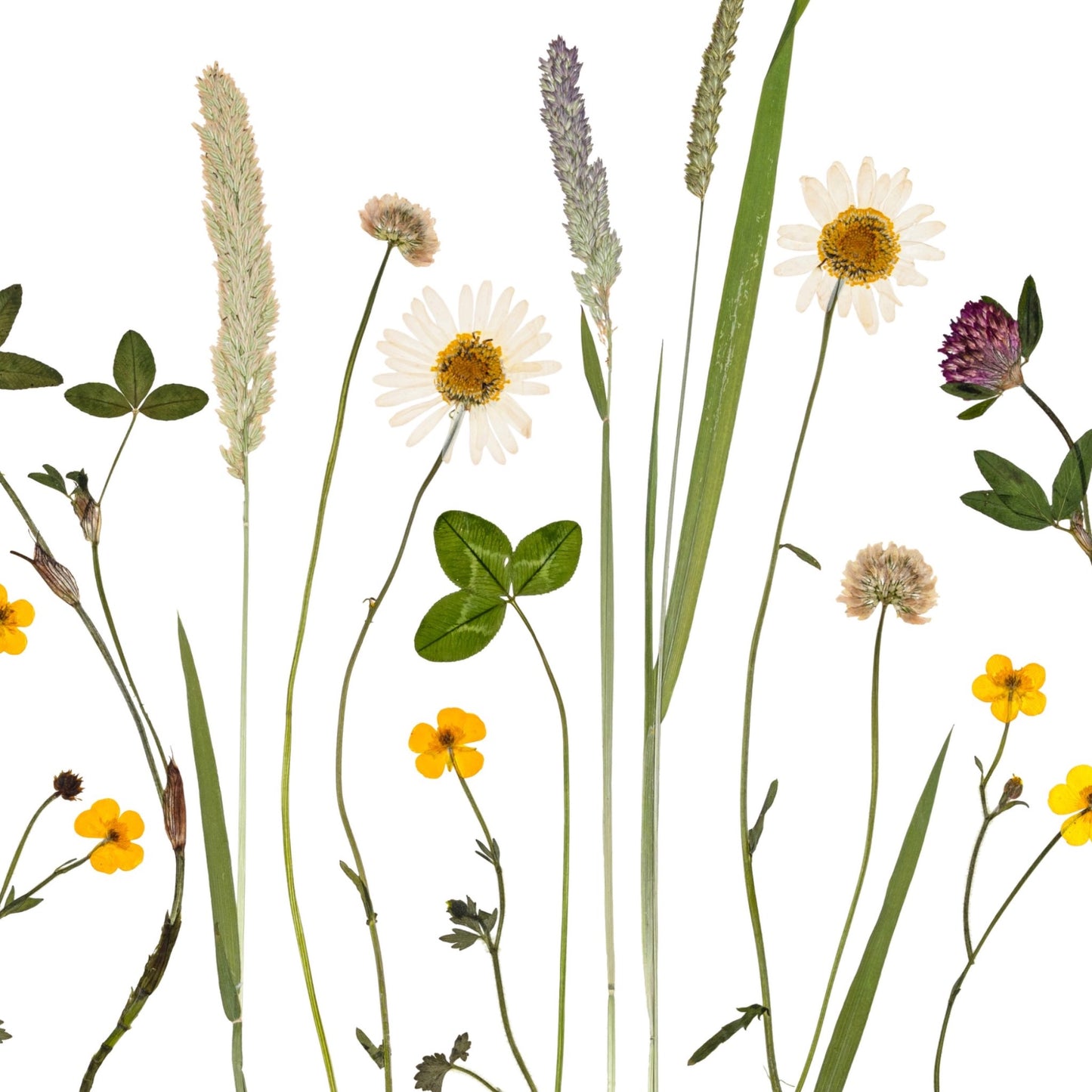 Irish Summer Wildflowers I
