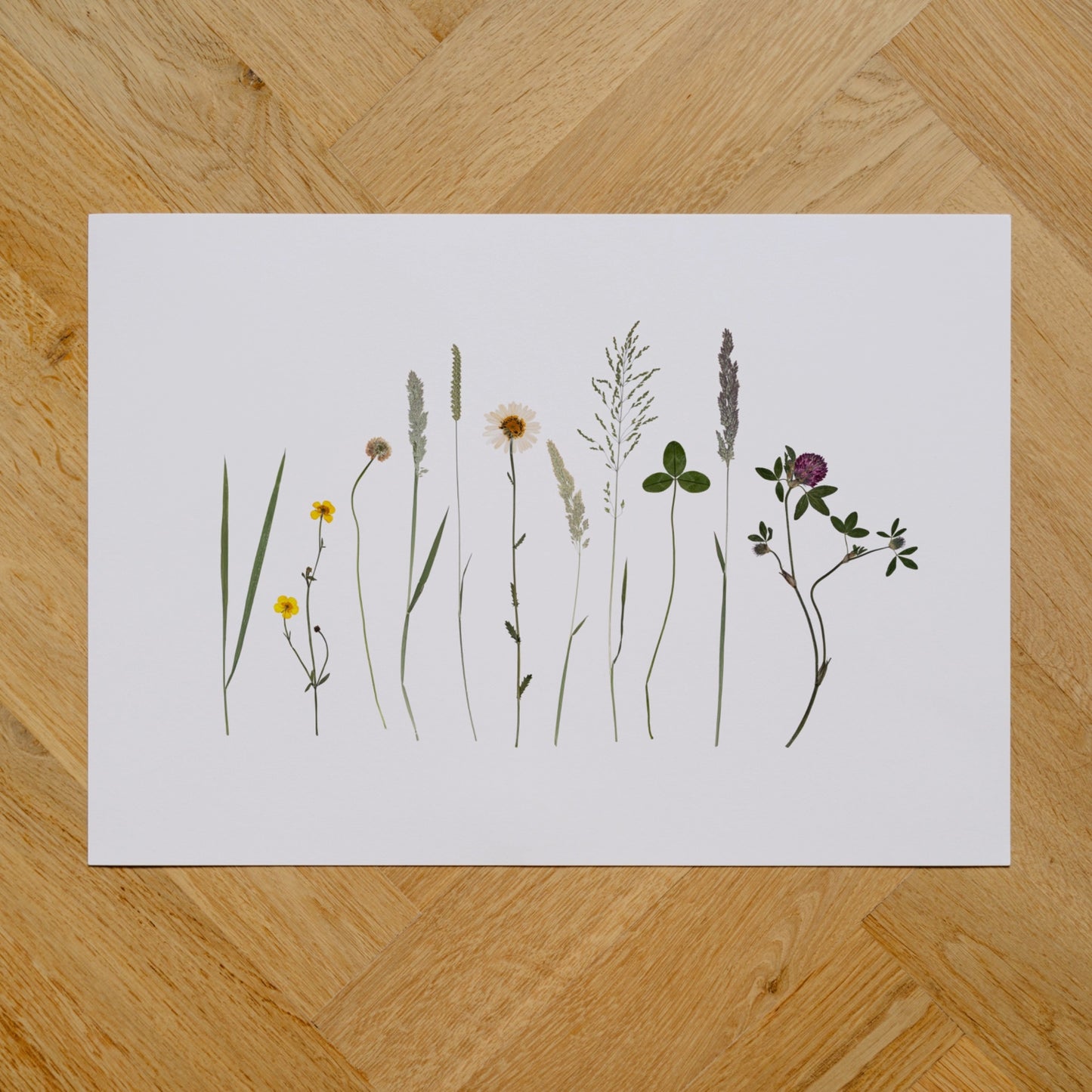 Irish Summer Wildflowers II
