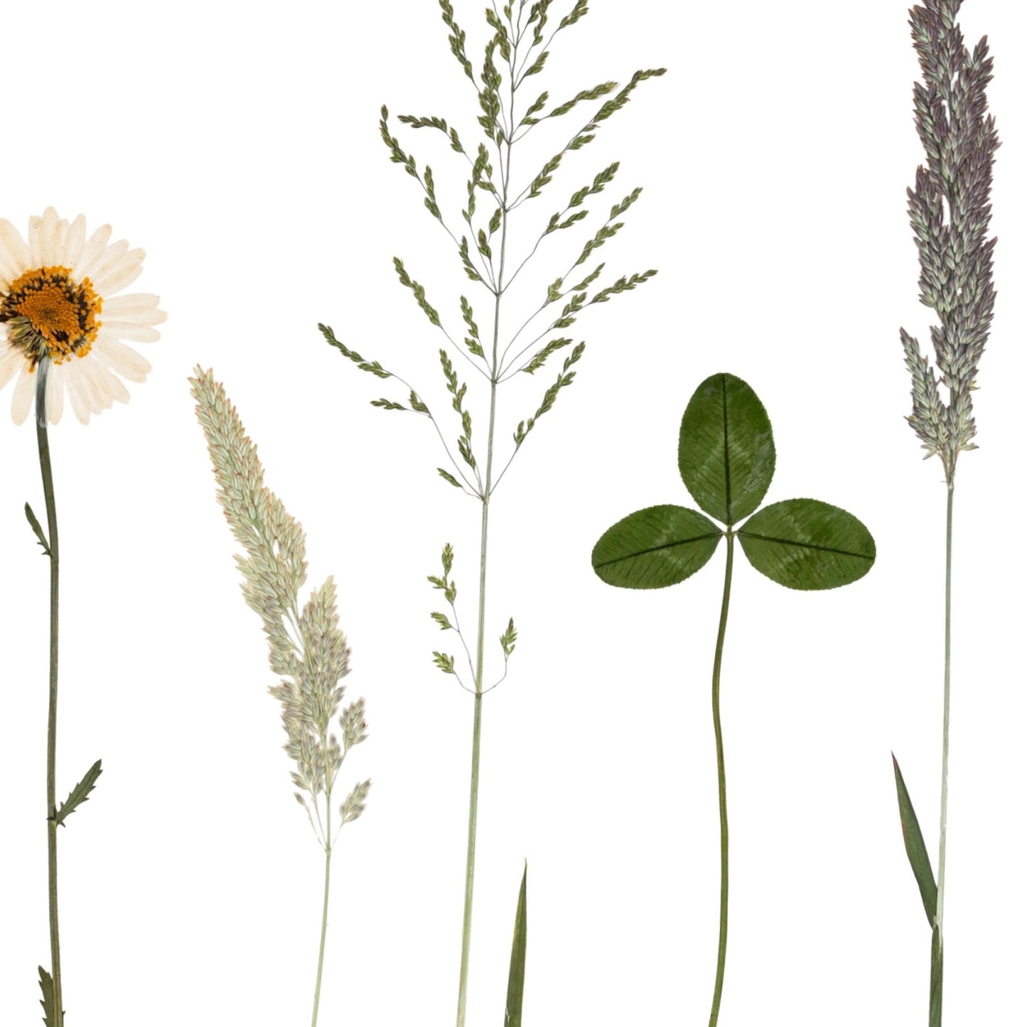 Irish Summer Wildflowers II