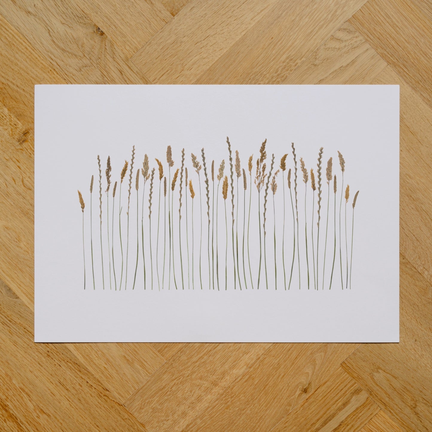 Malin Grasses