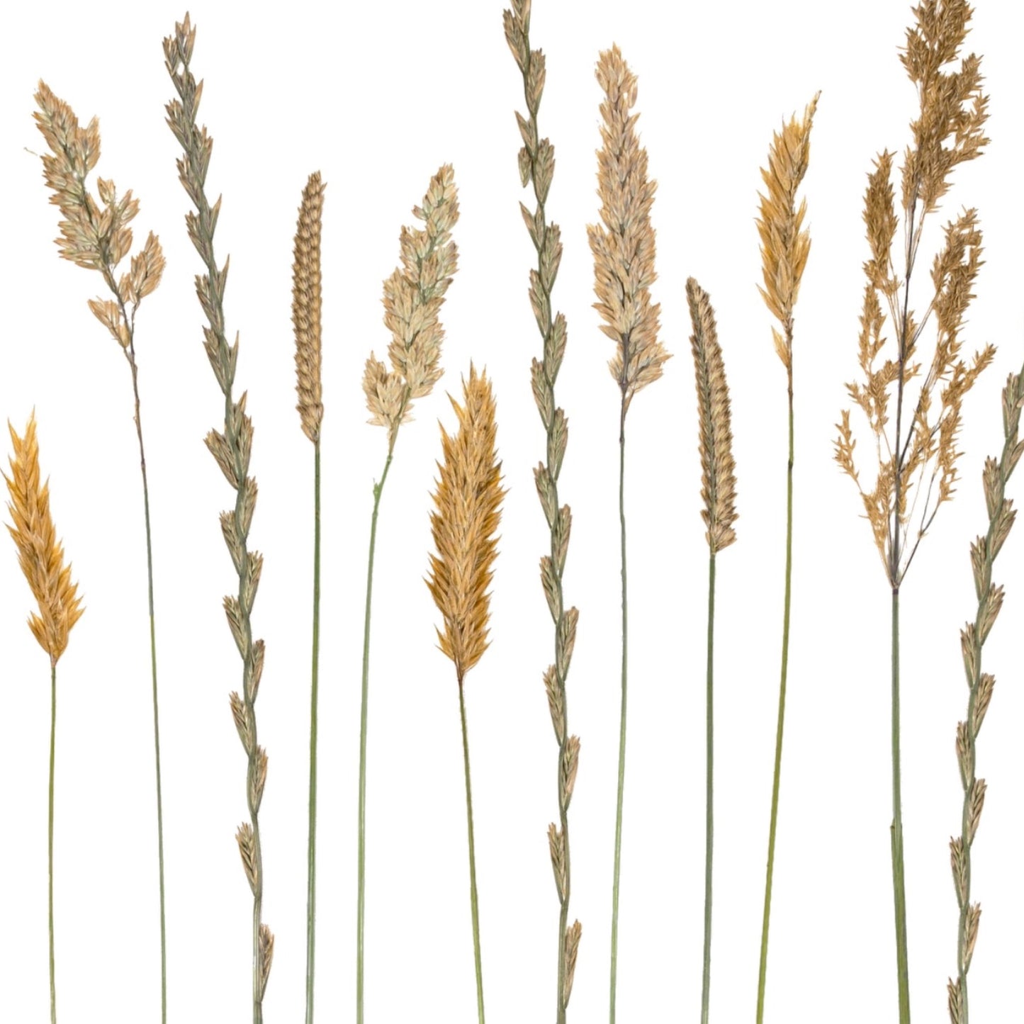 Malin Grasses