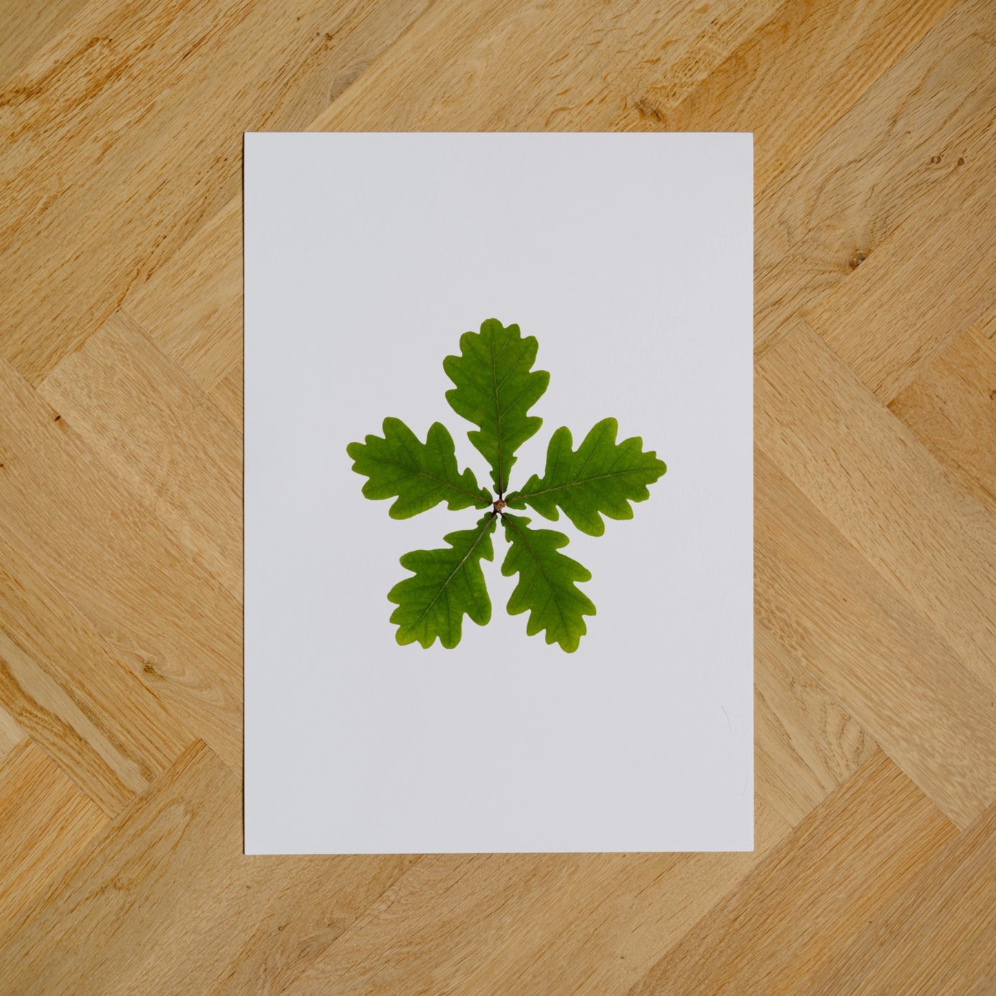Oak