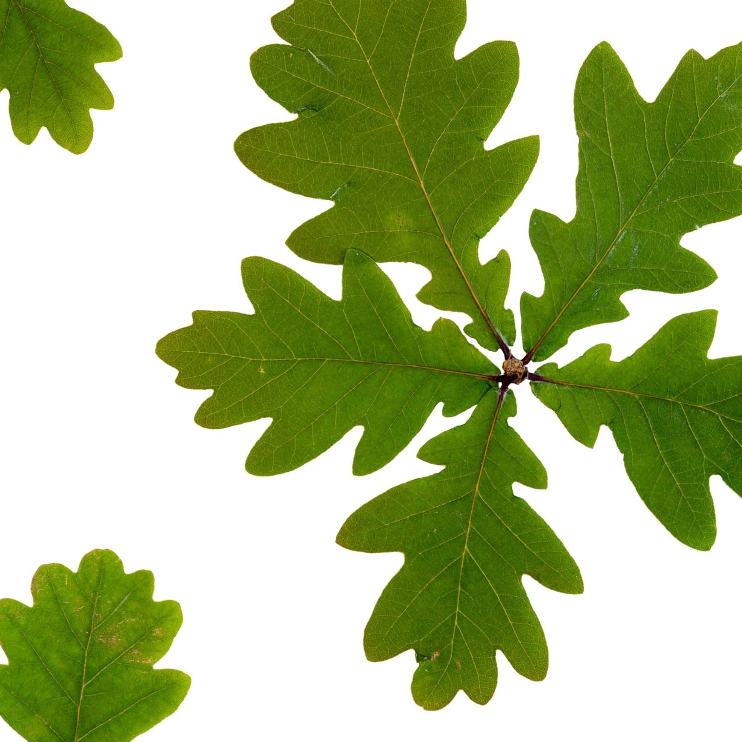 Oak