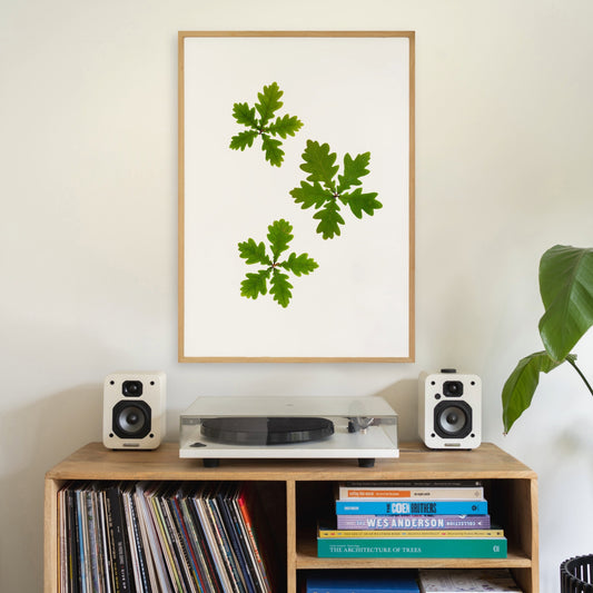 Oak Leaves I