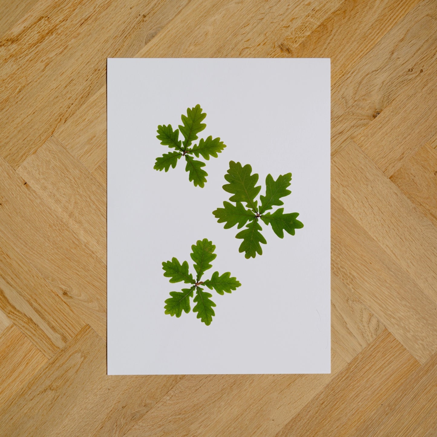 Oak Leaves I
