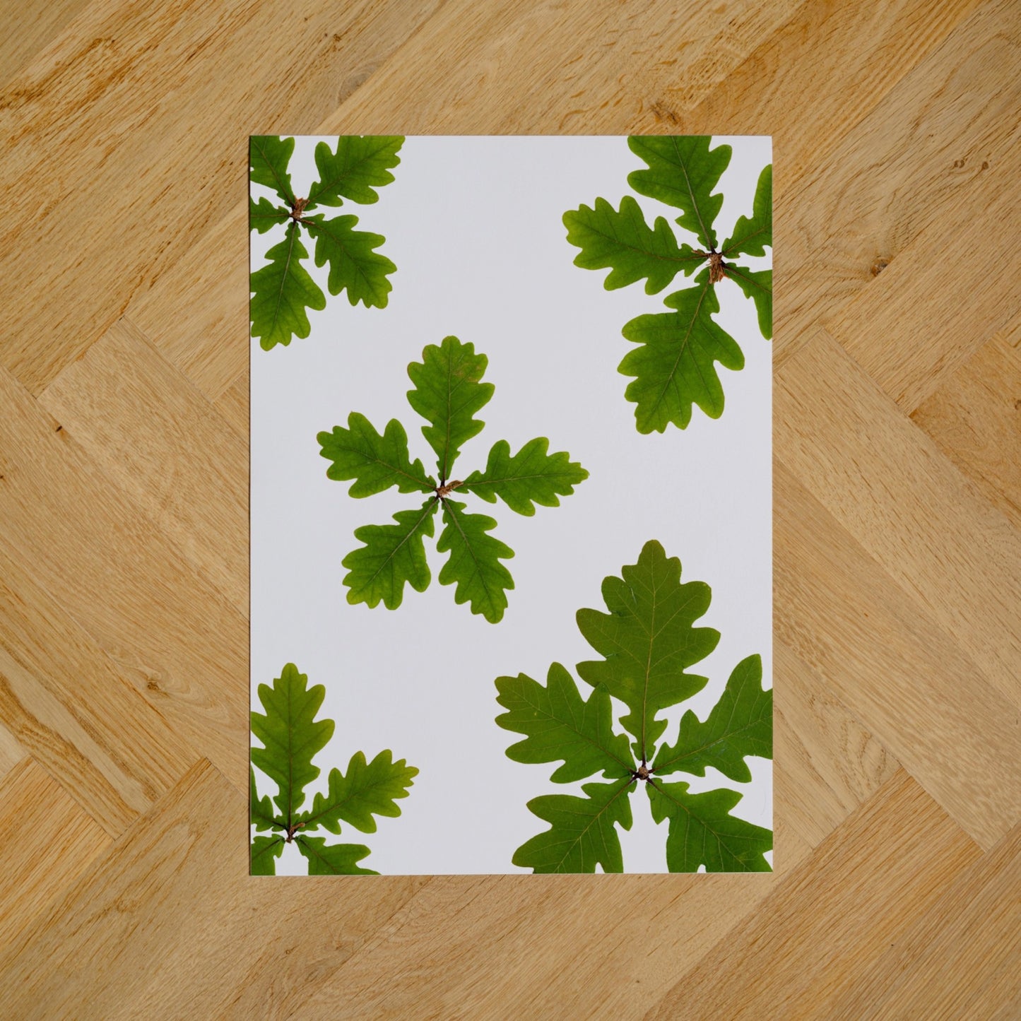 Oak Leaves II