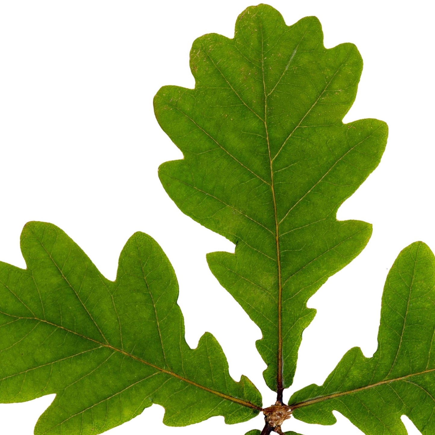 Oak Leaves II
