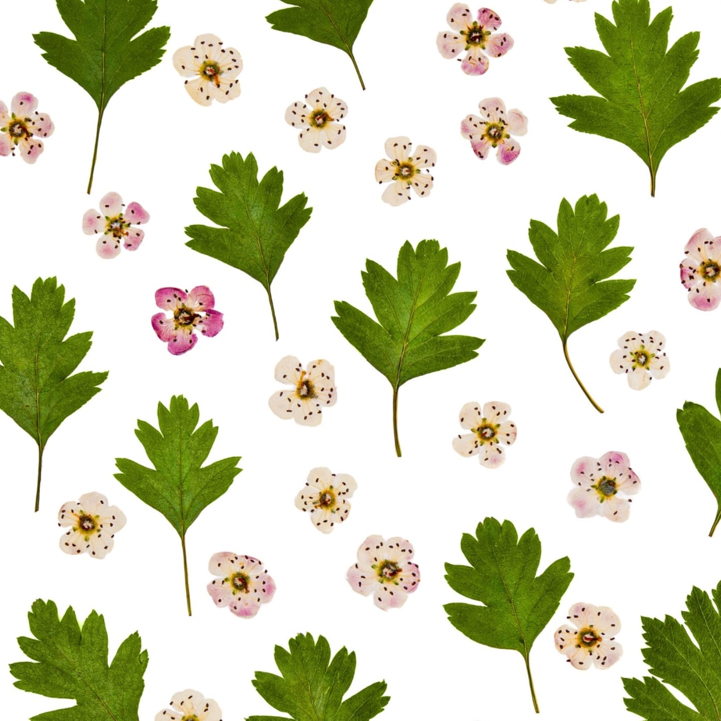 Pink Hawthorn