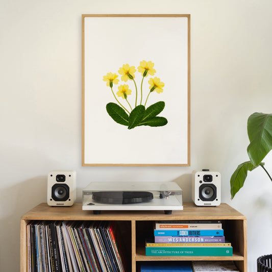Primroses
