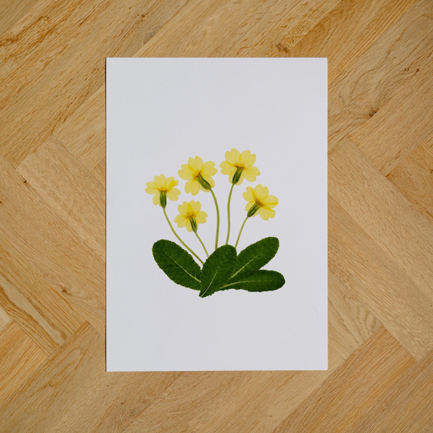 Primroses