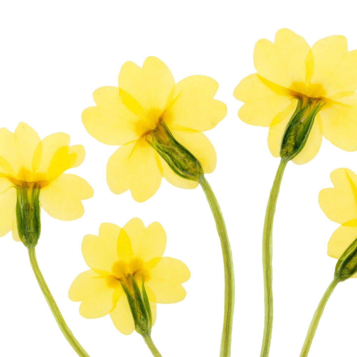 Primroses