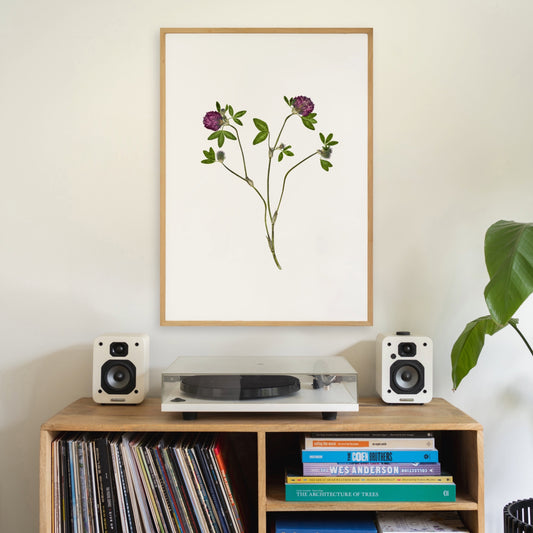 Red Clover