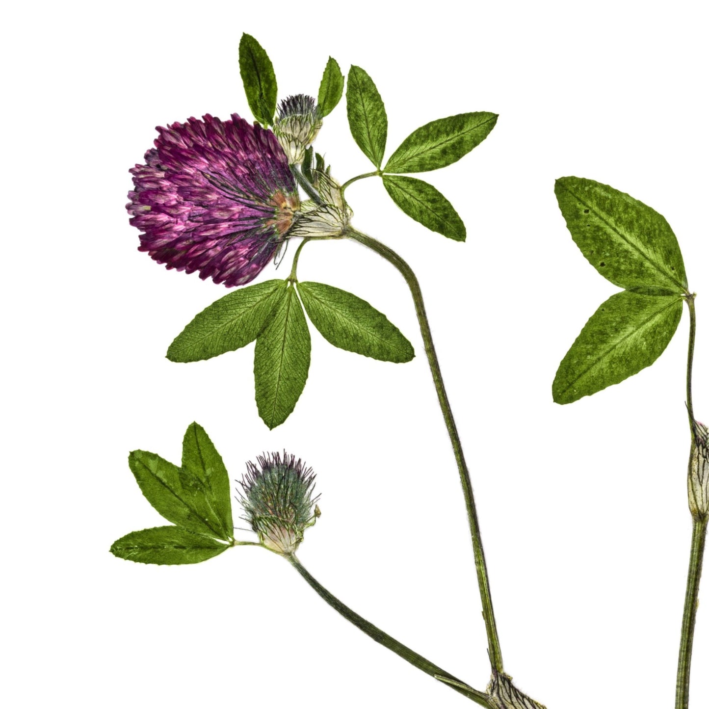 Red Clover