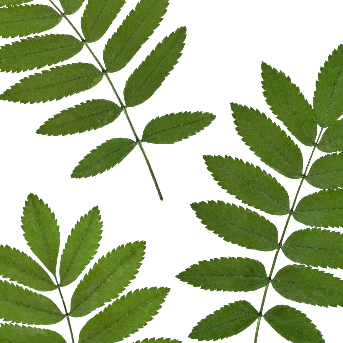 Rowan I