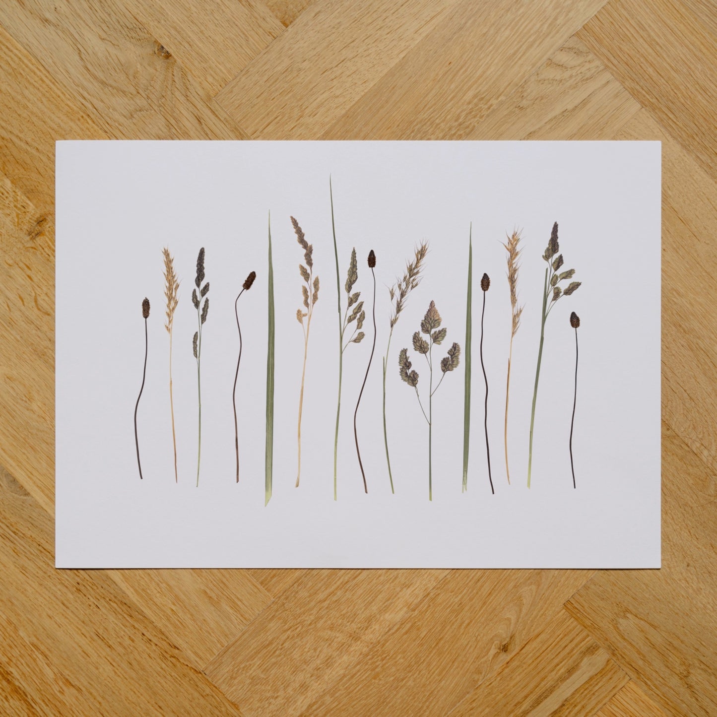 Sligo Grasses